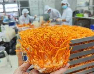 Vertical Farming Setup